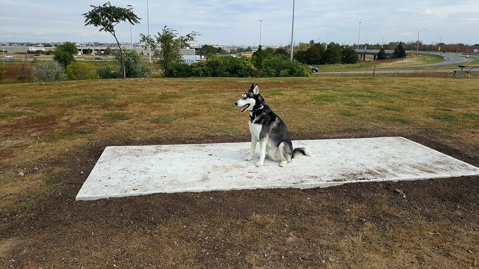 Best Dog Parks in Mississauga